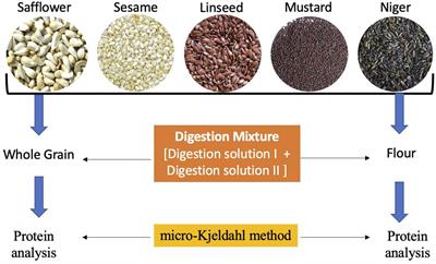 A Quick Analysis Method for Protein Quantification in Oilseed Crops: A Comparison With Standard Protocol